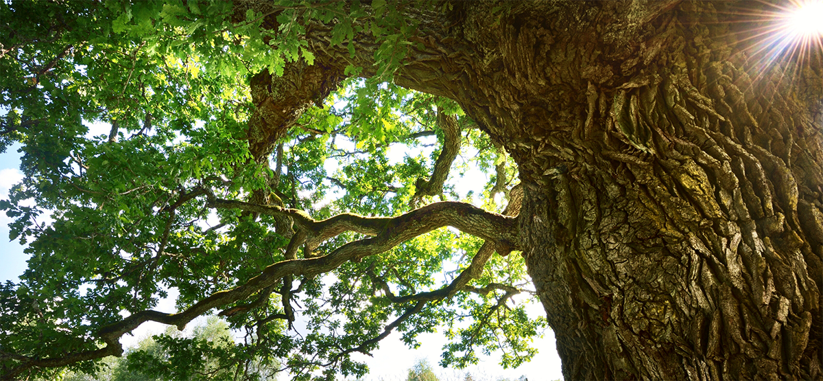 Best Evergreens for Summer in Texas Updated for 2022